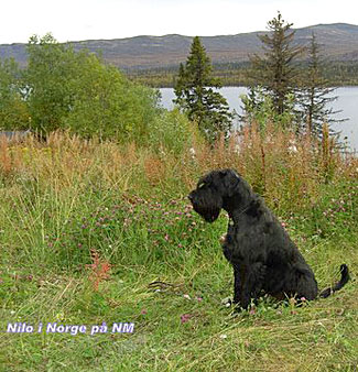 nilo p� NM i Norge