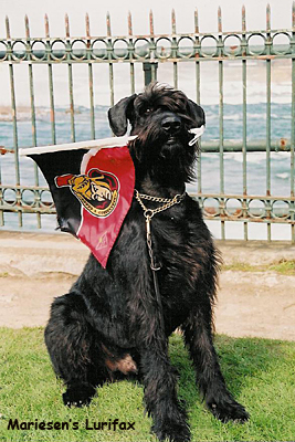 Ottawa Senators fan