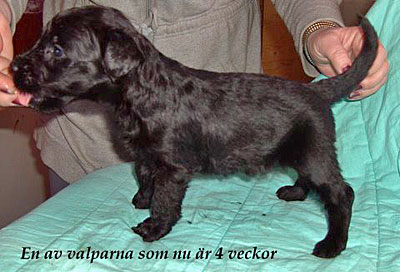4 veckor