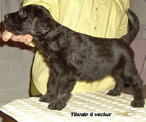 6 veckor